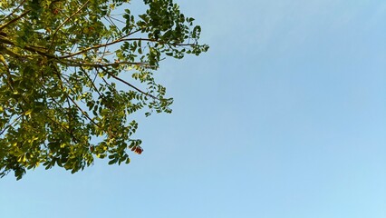 A clear blue sky with green tree branches and leaves extending from the upper left corner, creating a natural and minimalistic composition with ample copy space.