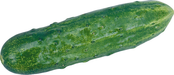 A single fresh green cucumber with a textured bumpy skin and light green stripes isolated on...