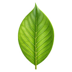 Obraz premium Green leaf isolated on transparent surface PNG transparent background