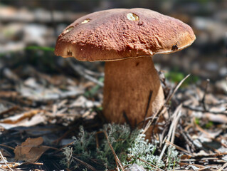 King bolete cep mushroom Boletus edulis growing in forest. Natural background.