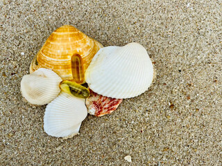 shells on the beach