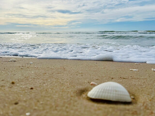 seashell on the beach