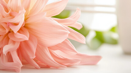 Beautiful pink flower with delicate petals rests soft surface, exuding serene and calming atmosphere. gentle light enhances