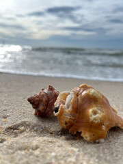 shell on the beach