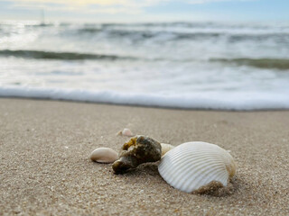 seashell on the beach