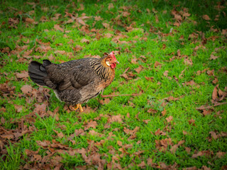 Cream Legbar Chicken On The Lawn
