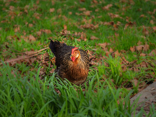 Rhode Island Red Chicken In Long Grass