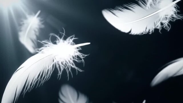 Soft white feathers float gently through a dark, airy background in an endless loop. Peaceful and poetic atmosphere, perfect for elegance, dreams, and beauty.
