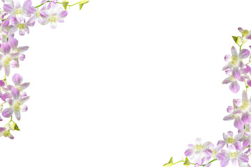 Purple orchid frame isolated