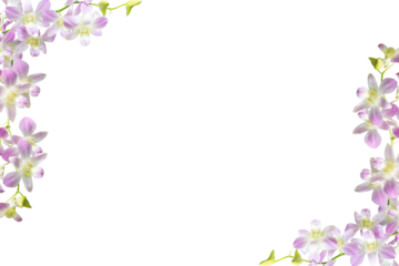 Purple orchid frame isolated