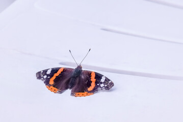 Butterfly perched on a white surface, showcasing vibrant colors during a calm afternoon