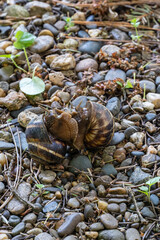 Close-up two snails are seen interacting on bed of small stones and pebbles, surrounded by bits of greenery and twigs in a natural outdoor setting.