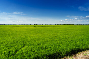Green rice field under bright blue sky