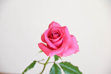 ピンクのばら