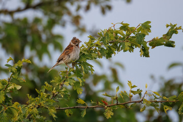 A female Common Reed Bunting perches on a leafy branch against a backdrop of blue sky and green...