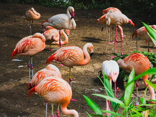 Flamingos standing and resting on one leg at Berlin Zoo, Germany – 31 May 2025