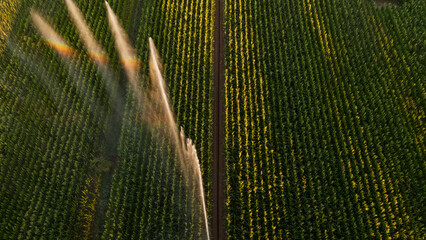 Irrigation et Arrosage champs de Mais