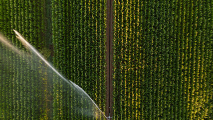 Irrigation et Arrosage champs de Mais