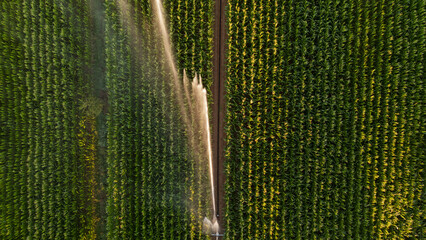 Irrigation et Arrosage champs de Mais