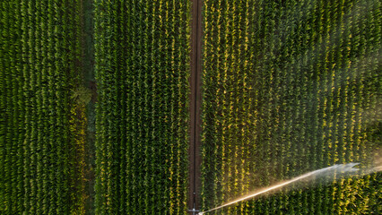 Irrigation et Arrosage champs de Mais