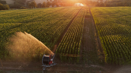 Irrigation et Arrosage champs de Mais