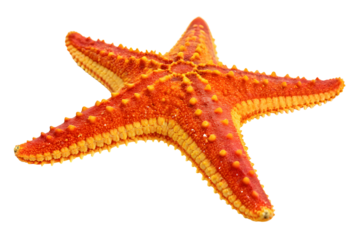 starfish isolated on white background