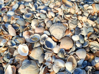 Background with seashells on a beach in Mamaia, Constanta