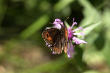 vista macro di una farfalla dal corpo color marrone scuro e macchie arancione chiaro, su un fiore color rosa, in un ambiente naturale, di giorno, in estate