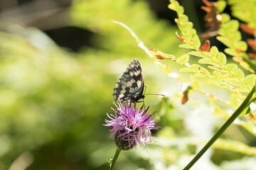 vista macro di una farfalla bianca e nera su un fiore rosa, di giorno, in estate, in un ambiente naturale 