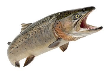 Obraz premium fish isolated on white background