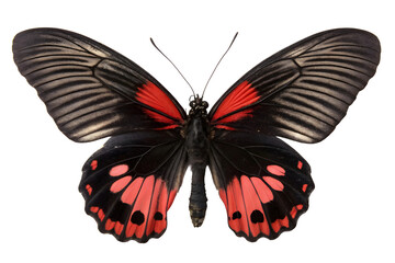 Fototapeta premium butterfly on white background