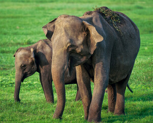 Mother and baby elephant