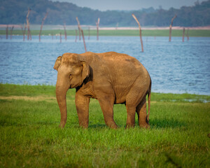 elephant in the wild