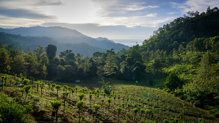 mountain landscape in the summer