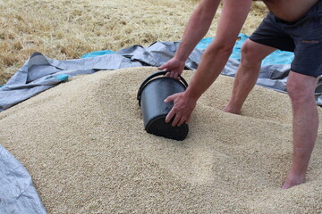 In the village, the grain was threshed, the man is harvesting and is pleased with the good result