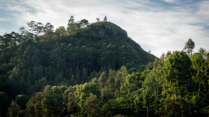 mountain landscape with trees and clouds