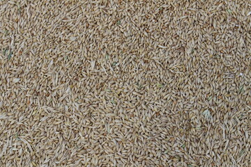 The village harvested excellent golden barley
