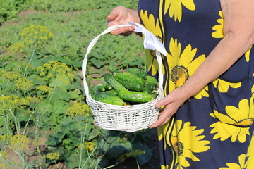 The woman picked her cucumbers and arranged them beautifully in a basket
