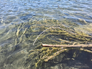 lake view of algae under the water surface