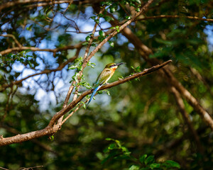 bird on a branch