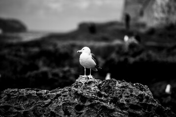 2024 03 21 Essaouira seagull 144