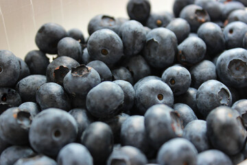 Heap of ripe recently picked juicy blueberries. Dark berries after picking detailed view 
