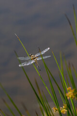 Eine Vierfleck Libelle auf einen Halm