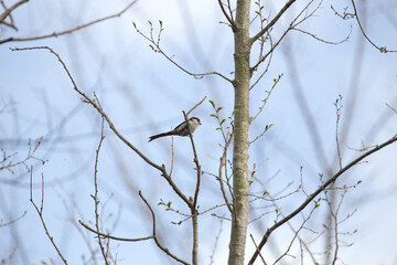 dettagli di un esemplare di codibugnolo sui rami di un albero in primavera
