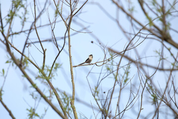 dettagli di un esemplare di codibugnolo sui rami di un albero in primavera
