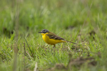 piccolo uccello dal piumaggio color giallo (Motacilla flava) in mezzo all'erba, di giorno, in un ambiente naturale, in estate