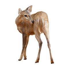 Young whitetail deer isolated on white background
