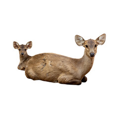 Sika deer isolated on white background.