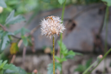 Dry wild grass flower close-up
