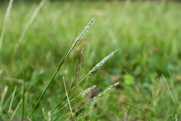 Wild Grass Blades with Morning Dew